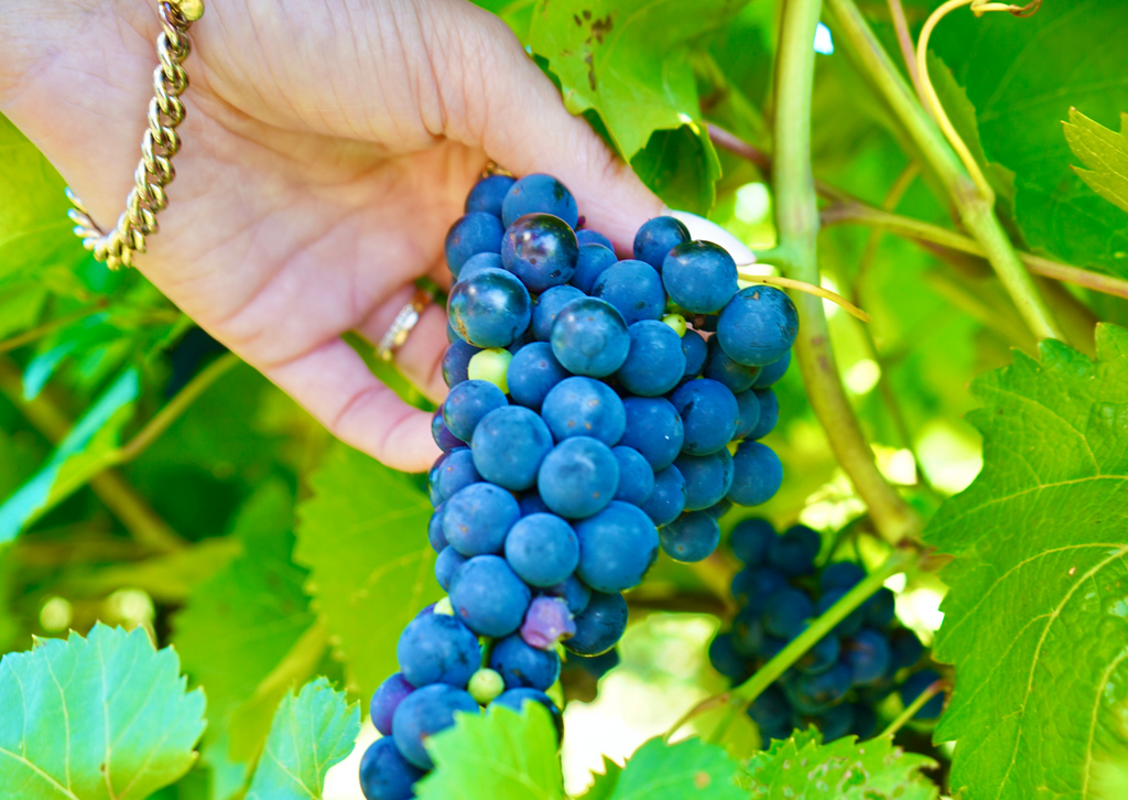 Exploring Grape Varietals: Vinifera vs. Crossed/Blended Varieties