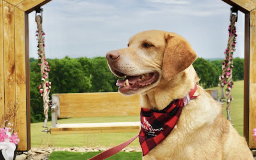 Dog Friendly Winery & Cidery with Patio